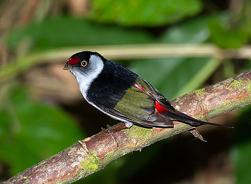 Pin-tailed manakin